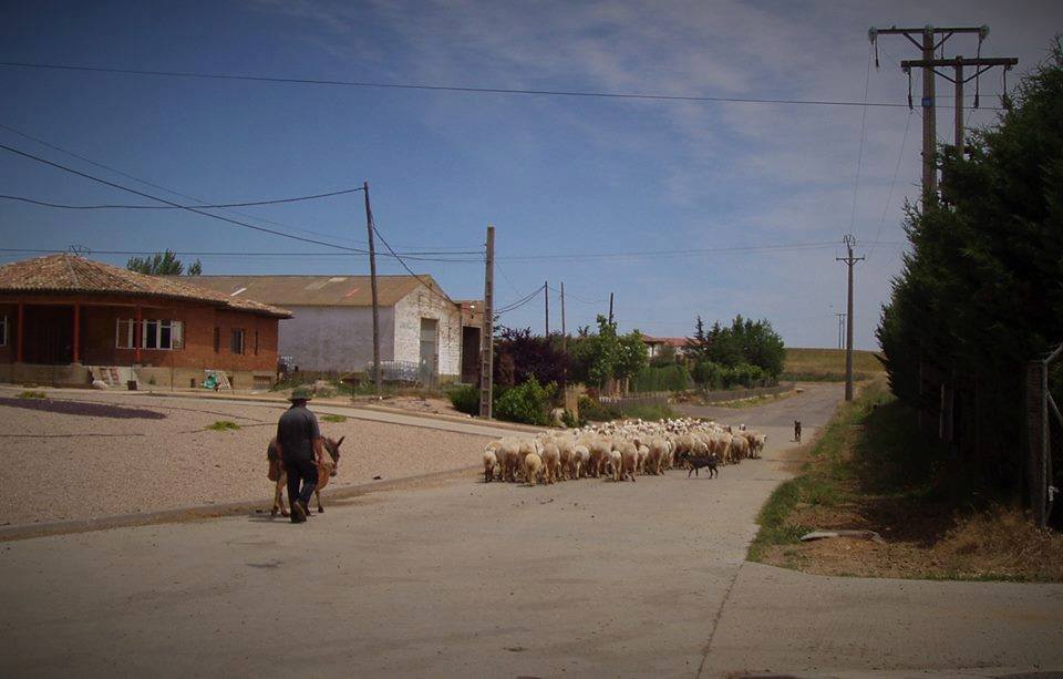 TIERRA DE OVEJAS Y PASTORES