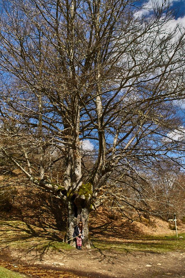 ÁRBOLES CENTENARIOS