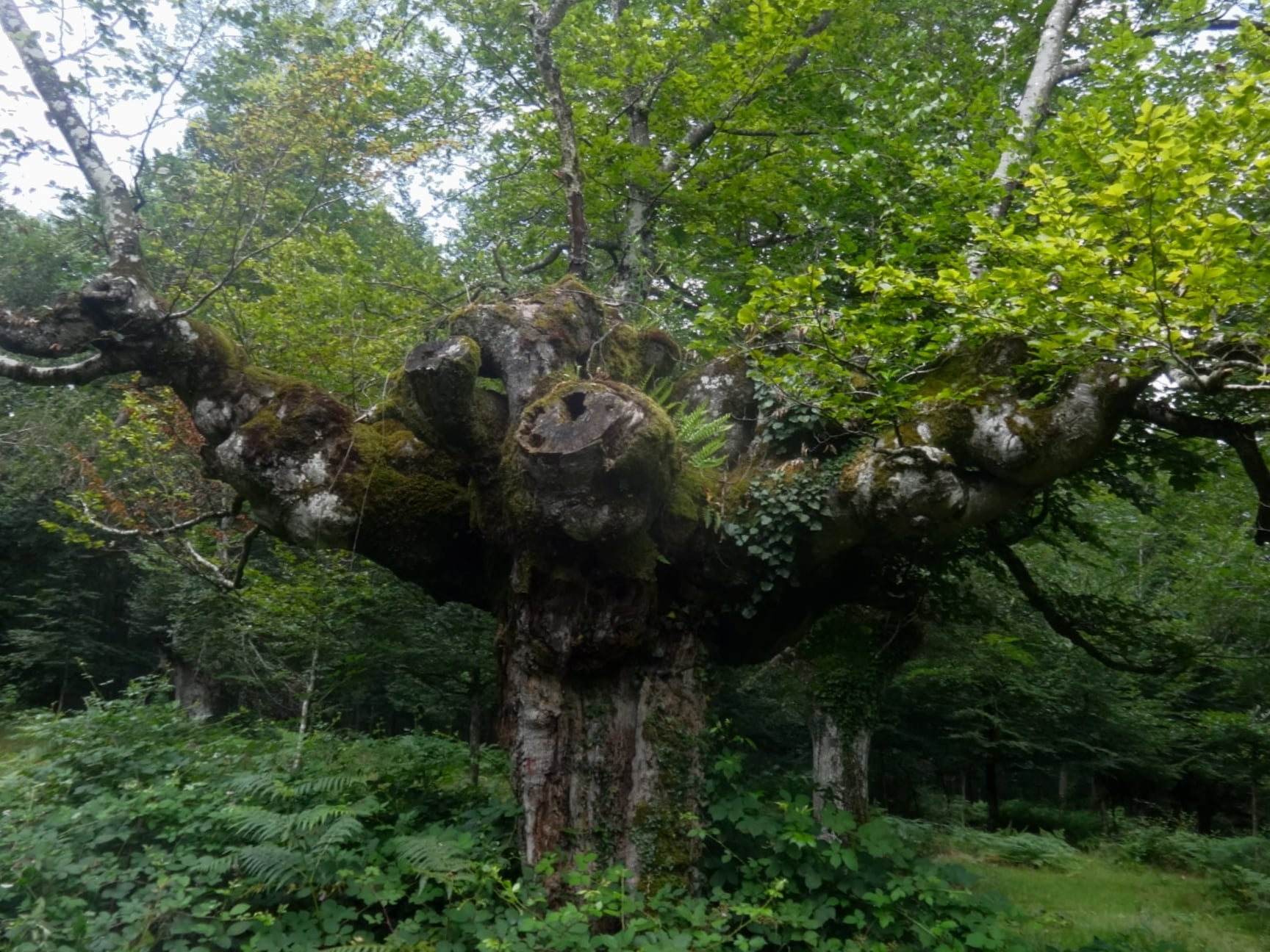 UN ÁRBOL - 29 de julio 2021