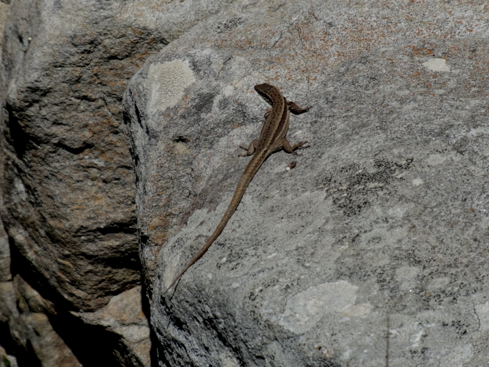 (Prólogo de Demian) - HERMANN HESSE - 26 de octubre de 2022